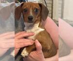 Small #1 Dachshund