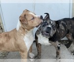 Small Photo #96 American Bully Puppy For Sale in REESEVILLE, WI, USA
