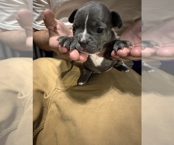 Medium Photo #6 French Bulldog Puppy For Sale in ELIZABETH, NJ, USA