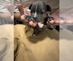 Small Photo #6 French Bulldog Puppy For Sale in ELIZABETH, NJ, USA