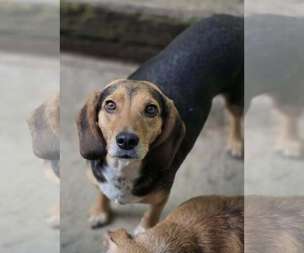 Medium Photo #4 Beagle-Unknown Mix Puppy For Sale in Woodsfield, OH, USA