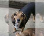 Small #3 Beagle Mix