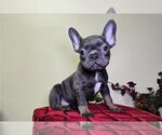 Small French Bulldog