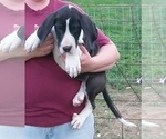 Small Photo #18 Great Dane Puppy For Sale in SPRAGGS, PA, USA