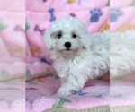 Small Photo #2 Maltipoo Puppy For Sale in CHARLESTON, WV, USA