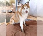 Small Photo #11 Siberian Husky Puppy For Sale in Apple Valley, CA, USA