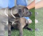 Small #5 Labrador Retriever Mix