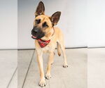 Small #1 Akita-German Shepherd Dog Mix