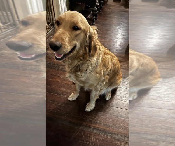 Medium Photo #1 Golden Retriever Puppy For Sale in LEAVENWORTH, KS, USA