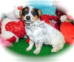 Small Photo #2 Australian Cattle Dog-Jack-Rat Terrier Mix Puppy For Sale in HAMMOND, IN, USA