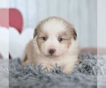 Small #4 Miniature Australian Shepherd