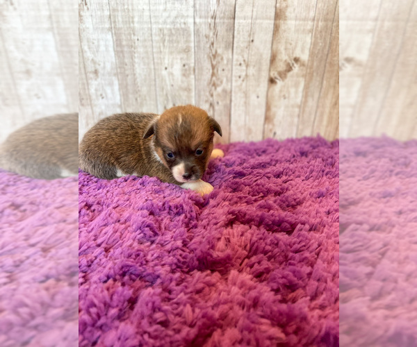 Medium Photo #5 Pembroke Welsh Corgi Puppy For Sale in DERIDDER, LA, USA