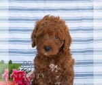 Small #4 Goldendoodle (Miniature)