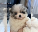 Small #7 Pomeranian