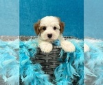 Small Photo #16 Cavapoo Puppy For Sale in BULLARD, TX, USA