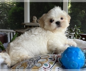 Shih Tzu Dog for Adoption in NOBLESVILLE, Indiana USA