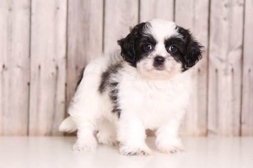 Medium Photo #1 Coton Tzu Puppy For Sale in MOUNT VERNON, OH, USA