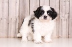 Small Photo #1 Coton Tzu Puppy For Sale in MOUNT VERNON, OH, USA