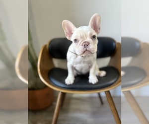 Medium French Bulldog