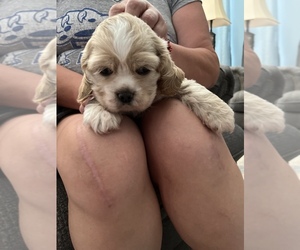 Cocker Spaniel Puppy for sale in HODGENVILLE, KY, USA