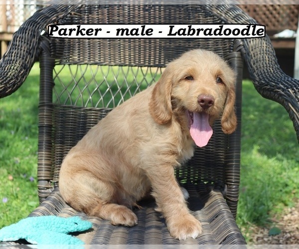 Medium Photo #4 Miniature Labradoodle Puppy For Sale in CLARKRANGE, TN, USA