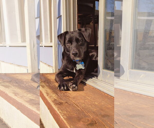 Medium Photo #2 Labrador Retriever-Unknown Mix Puppy For Sale in Coldwater, MI, USA