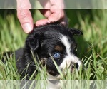 Small #5 Miniature Australian Shepherd