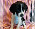 Puppy 5 German Shorthaired Lab