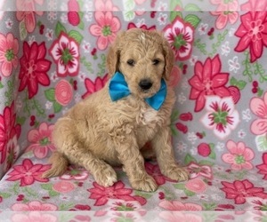 Goldendoodle Puppy for sale in LANCASTER, PA, USA