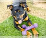 Small Rottweiler Mix