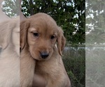 Puppy Rosie Golden Retriever