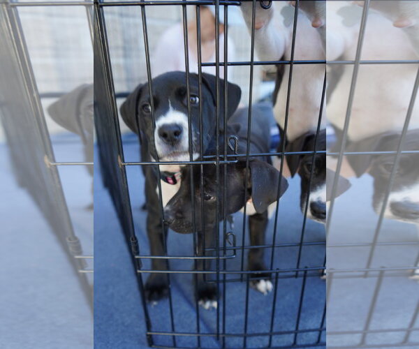 Medium Photo #5 American Staffordshire Terrier-Unknown Mix Puppy For Sale in Holly Springs, NC, USA