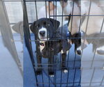 Small Photo #5 American Staffordshire Terrier-Unknown Mix Puppy For Sale in Holly Springs, NC, USA
