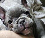 Small Photo #1 French Bulldog Puppy For Sale in CLARKSVILLE, AR, USA