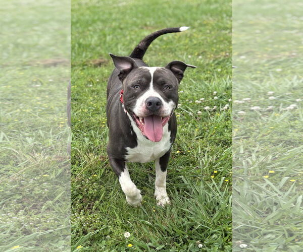 Medium Photo #3 Mutt Puppy For Sale in Virginia Beach, VA, USA