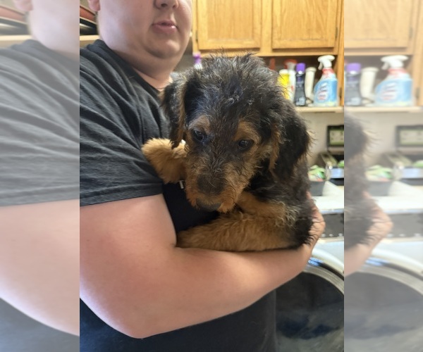 Medium Photo #21 Airedale Terrier Puppy For Sale in FLAGSTAFF, AZ, USA
