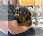 Small Photo #21 Airedale Terrier Puppy For Sale in FLAGSTAFF, AZ, USA