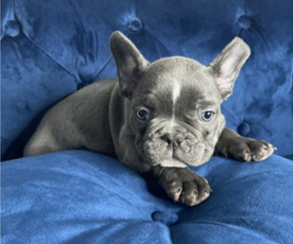 Medium Photo #10 French Bulldog Puppy For Sale in COLORADO SPRINGS, CO, USA