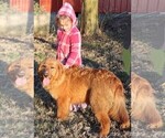 Small Photo #1 Golden Retriever Puppy For Sale in JONES, MI, USA