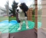 Small Photo #4 Australian Shepherd-Cavalier King Charles Spaniel Mix Puppy For Sale in HOWLAND, OH, USA