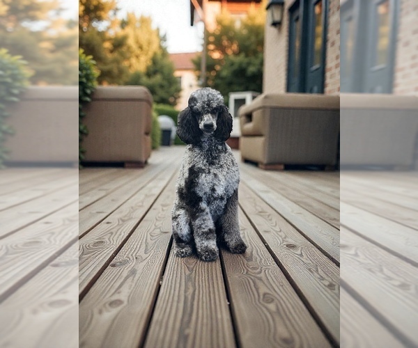 Medium Photo #1 Poodle (Standard) Puppy For Sale in COALGATE, OK, USA