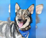 Small German Shepherd Dog-Siberian Husky Mix