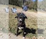 Small #2 Mutt