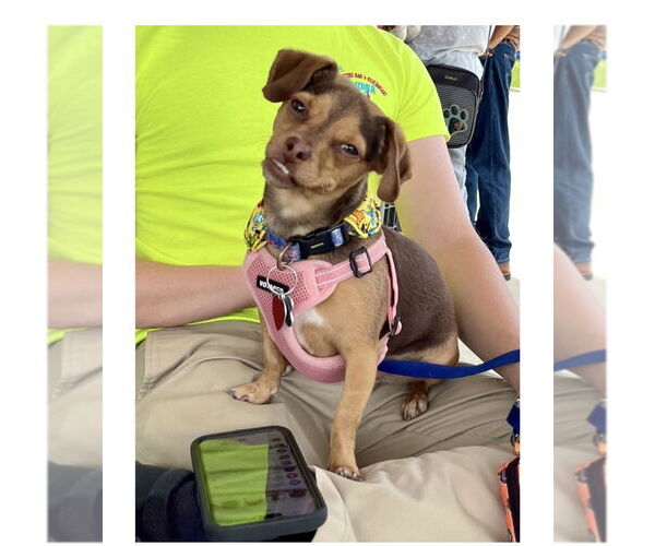 Medium Photo #3 Chihuahua-Unknown Mix Puppy For Sale in Mooresville, NC, USA