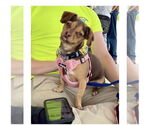 Small #2 Chihuahua Mix