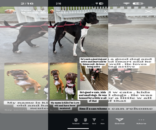 Medium Photo #3 American Pit Bull Terrier-Unknown Mix Puppy For Sale in Chandler, AZ, USA