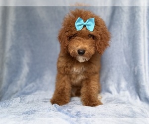 Cockapoo (Miniature) Puppy for sale in LAKELAND, FL, USA