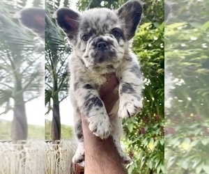 Medium French Bulldog