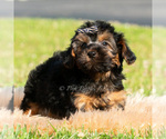 Small Photo #24 Maltipoo (Toy) Puppy For Sale in WARSAW, IN, USA