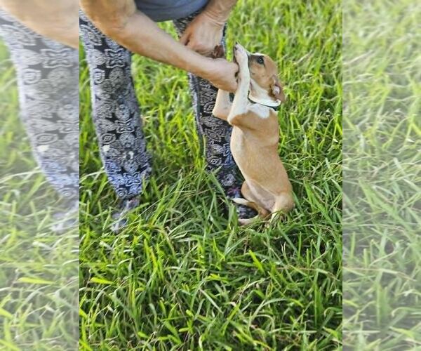 Medium Photo #6 Italian Greyhound-Unknown Mix Puppy For Sale in Wakefield, RI, USA